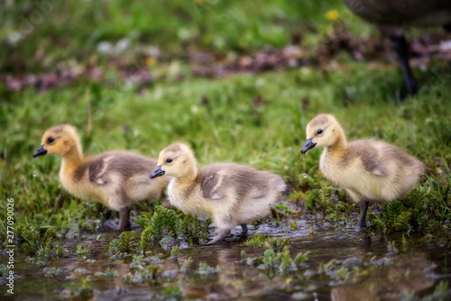 Ducklings on the prowl