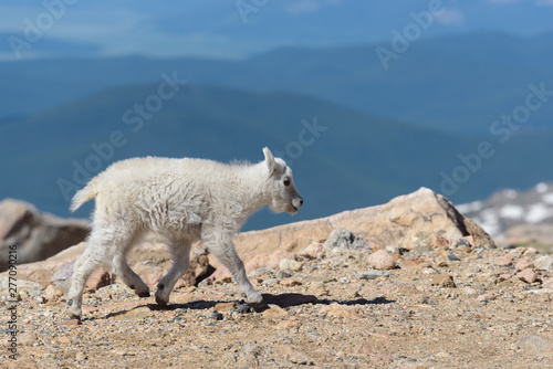 Wildlife of Colorado. Mountain Goats on Colorado Mountain Peaks