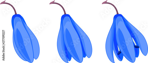 Blue flowers of Siberian squill or Scilla siberica isolated on white background