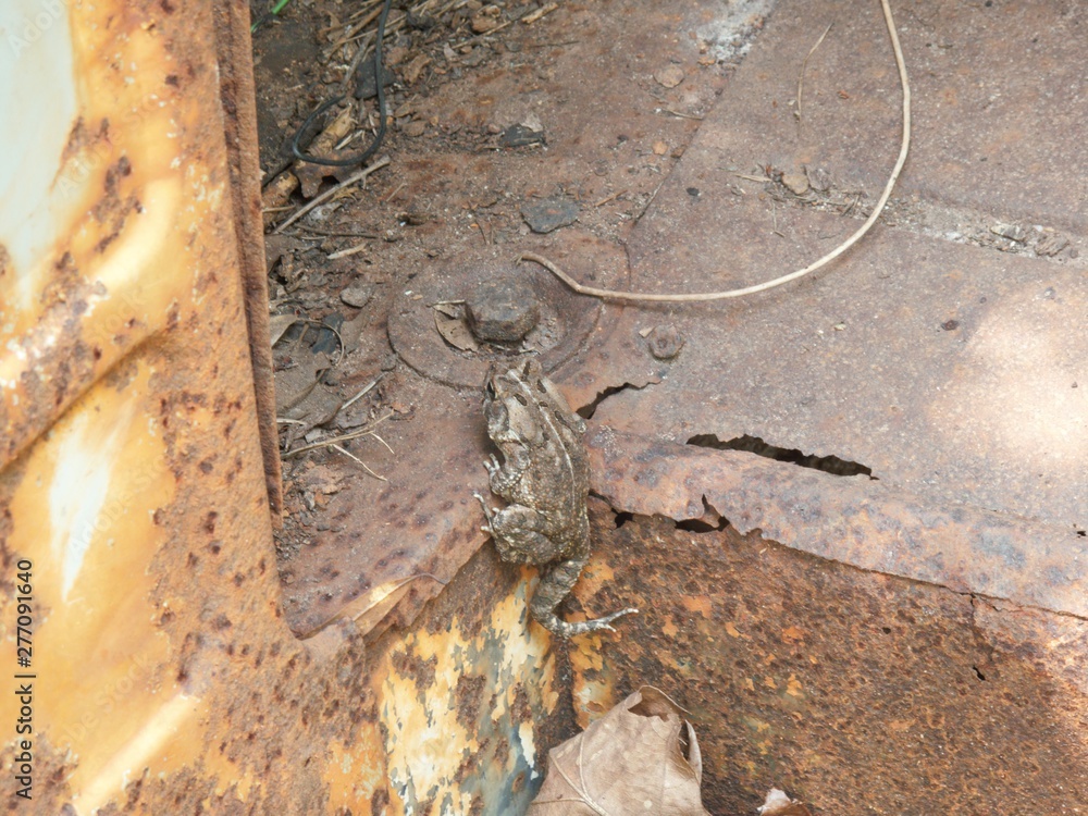 Frog Frog