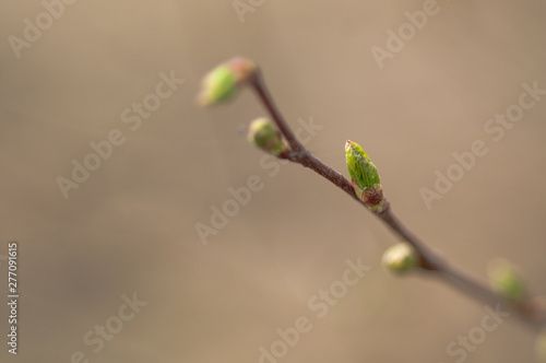 Young leaves on a birch tree