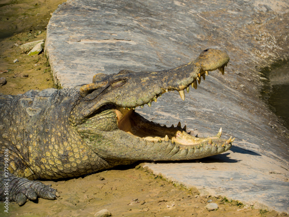 Obraz premium Crocodile Portrait Close Up