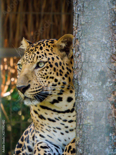 Leopard Portrait Close Up