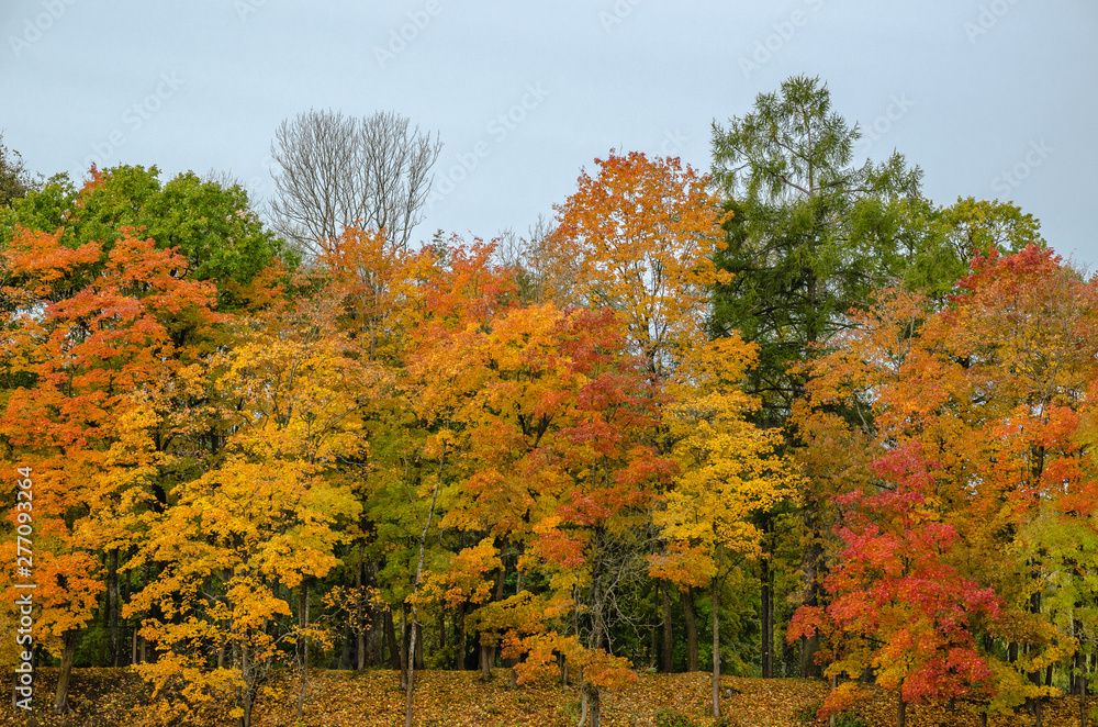 Fototapeta premium Forest wall of autumn trees on the high Bank playing with colored paints