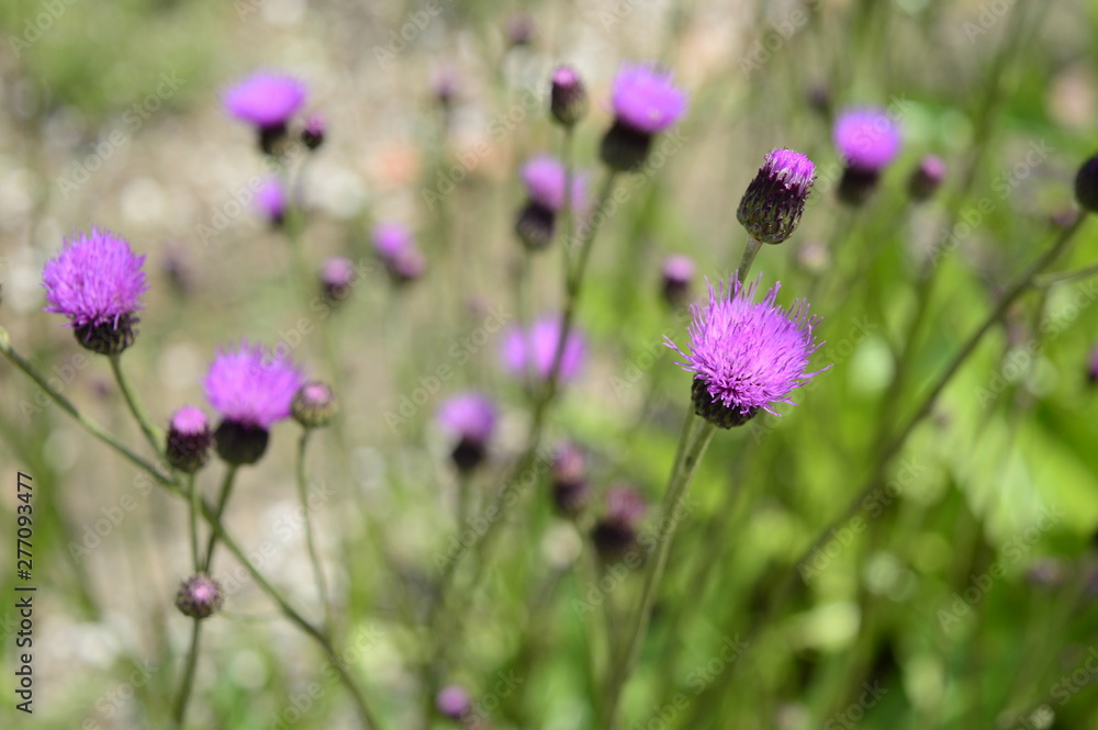 Fototapeta premium Closeup Cirisium pannonicum called also plum thistle with blurred background in summer garden
