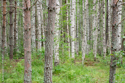 Fototapeta Naklejka Na Ścianę i Meble -  birch trees and pine trees in a forest