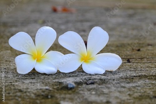 White yellow plumeria flower falling from the tree into cement walkway with rough surface background  © Oradige59