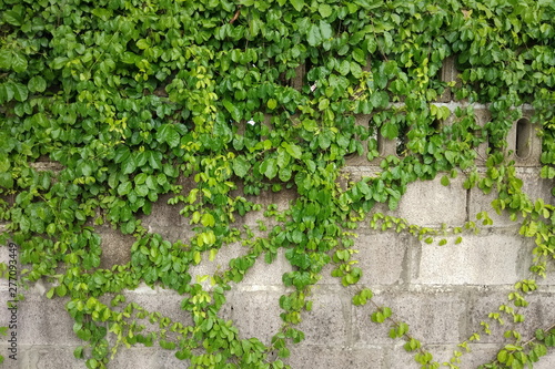 Green plant climbing cement wall texture background.