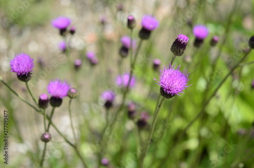 Closeup Cirisium pannonicum called also plum thistle with blurred background in summer garden