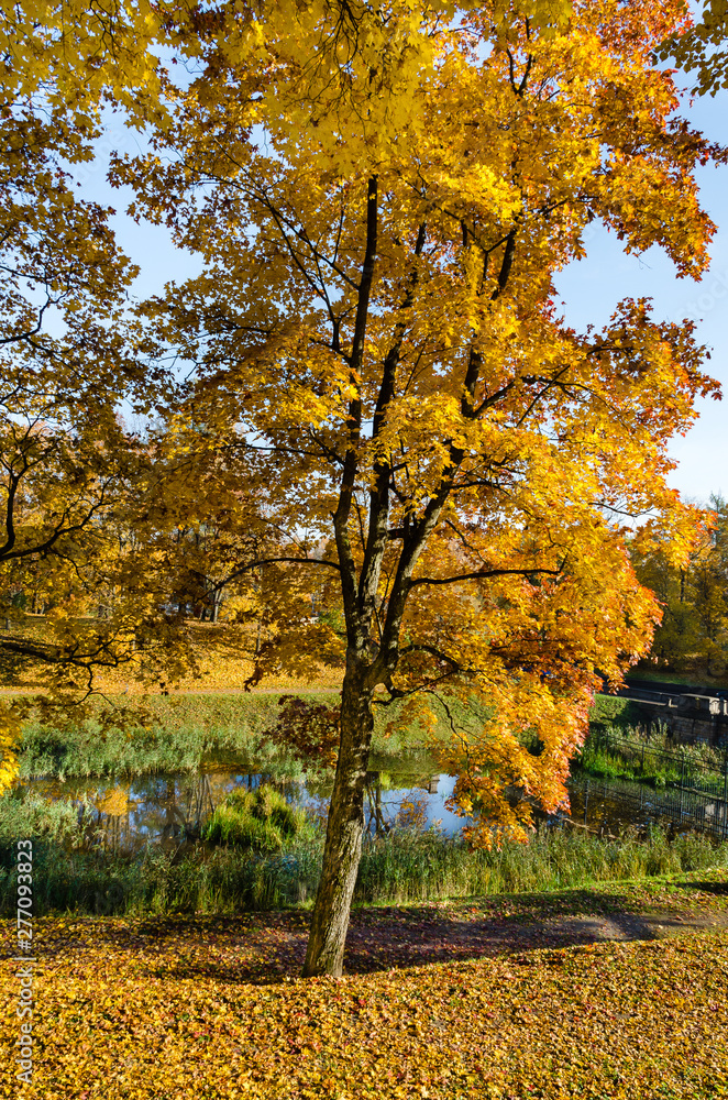 The carpet of yellow leaves covers the ground, trees in gold decoration. The carpet of yellow leaves covers the ground, trees in gold decoration.