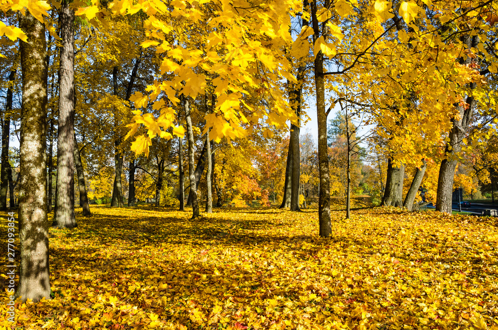 The carpet of yellow leaves covers the ground, trees in gold decoration. The carpet of yellow leaves covers the ground, trees in gold decoration.