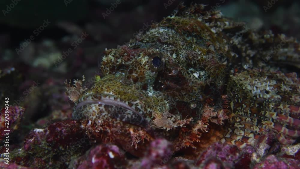 Bearded scorpionfish, Scorpaenopsis barbata macro closeup Bearded scorpionfish, Scorpaenopsis barbata macro closeup