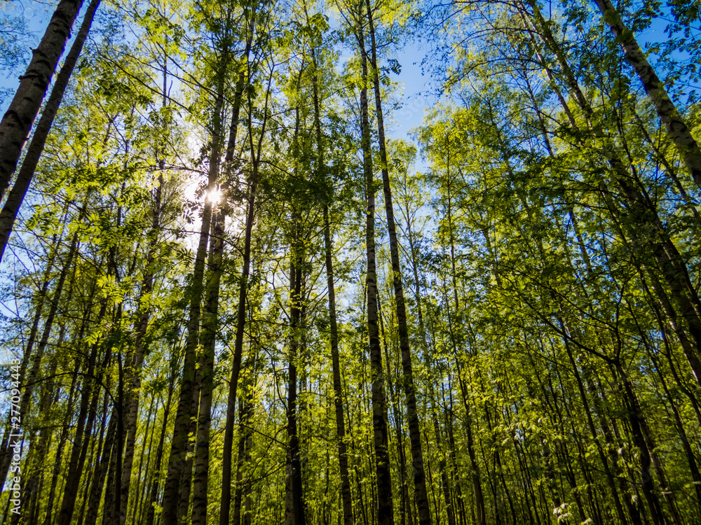 Fototapeta premium Birch Trees Forest