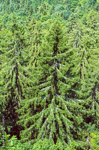 Coniferous forest, Hrb hill, Vepor mountains, Polana, Slovakia photo