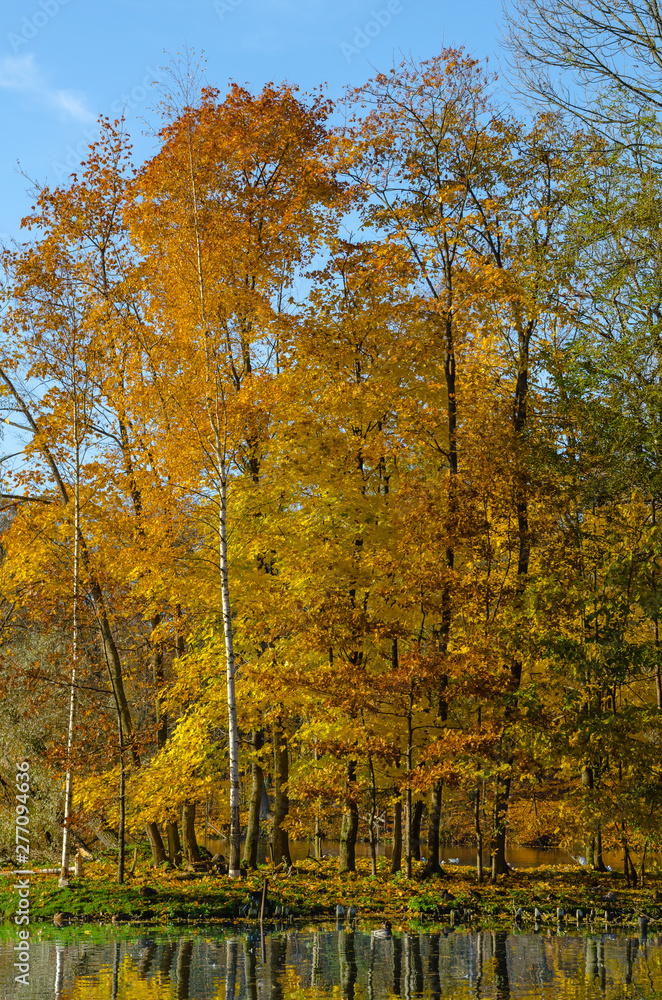 The carpet of yellow leaves covers the ground, trees in gold decoration.