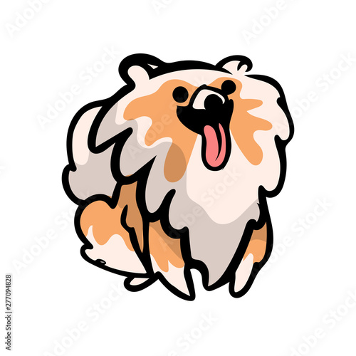 Cute funny spitz dog with tongue out ready for play