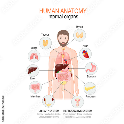 Anatomy of human body. internal organs of male.