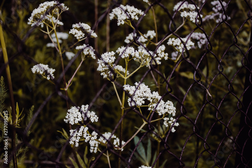 flowers in garden
