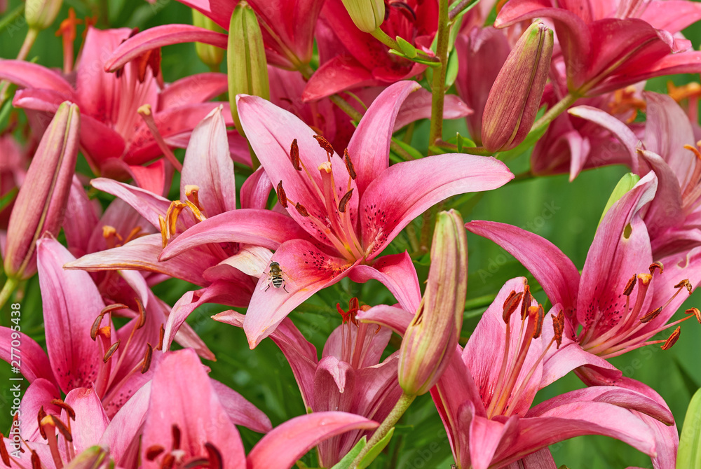 Obraz premium Lily Flower