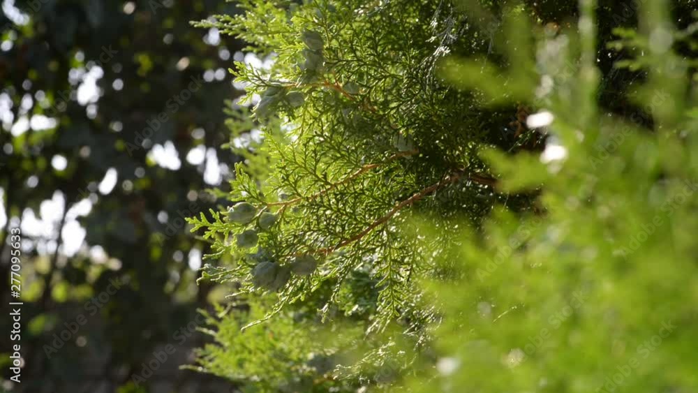 branch of a coniferous bush is irrigated by water drops. Shooting against the light with a beautiful golden sun in the frame branch of a coniferous bush is irrigated by water drops. Shooting against the light with a beautiful golden sun in the frame