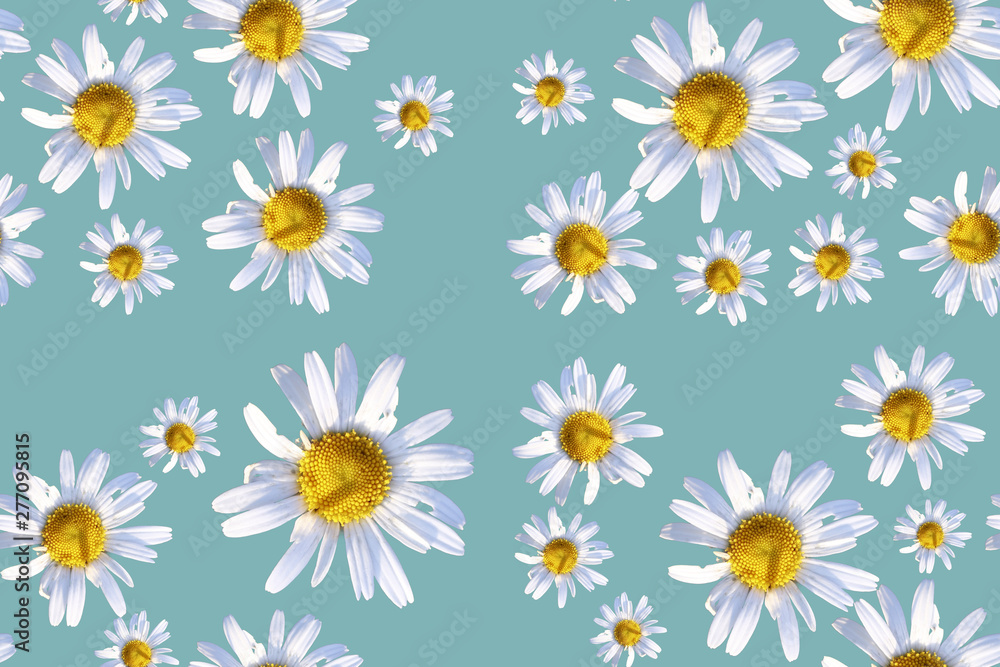 Photorealistic Daisy flowers seamless pattern on turquoise background.