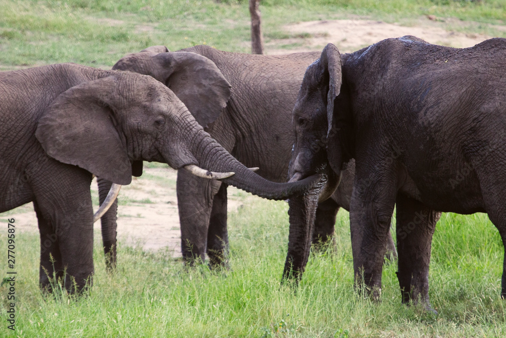 Herd of African Elephants