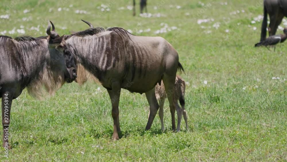 Wildebeest With Calf Grazing On A Green Plain In The African Savannah Wildebeest With Calf Grazing On A Green Plain In The African Savannah