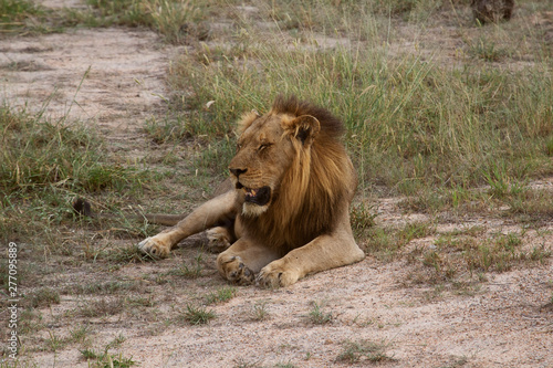 Male Lion lying on the ground