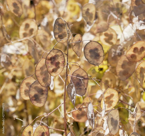 (Lunaria annua) Reife Schötchen Einjähriges Silberblatt oder Garten-Silberblatt photo