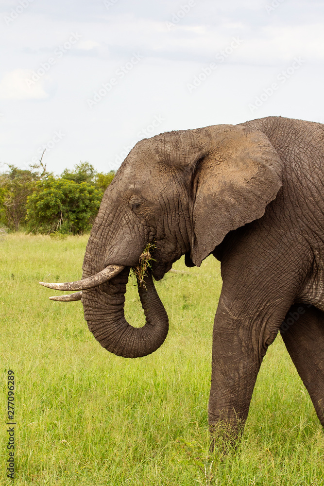 Obraz premium African elephant eating grass
