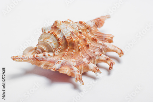Ocean shell close up on white background