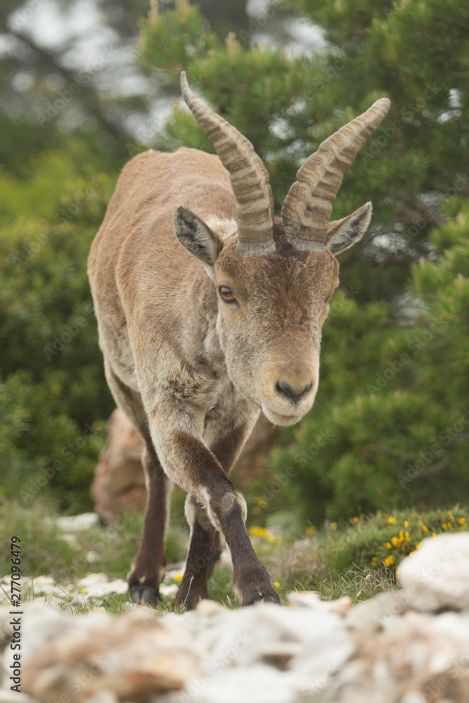 Mountain goat in natural parck Els Ports.