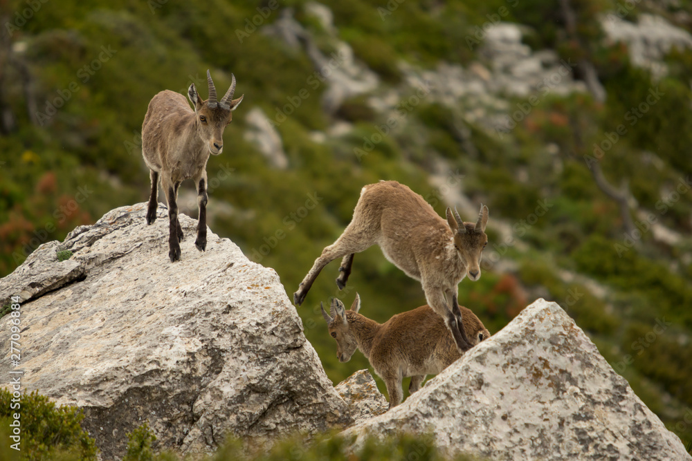 Mountain goat in natural parck Els Ports. Mountain goat in natural parck Els Ports.