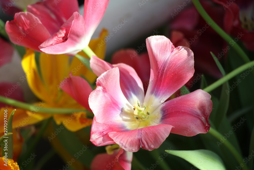 flower flower