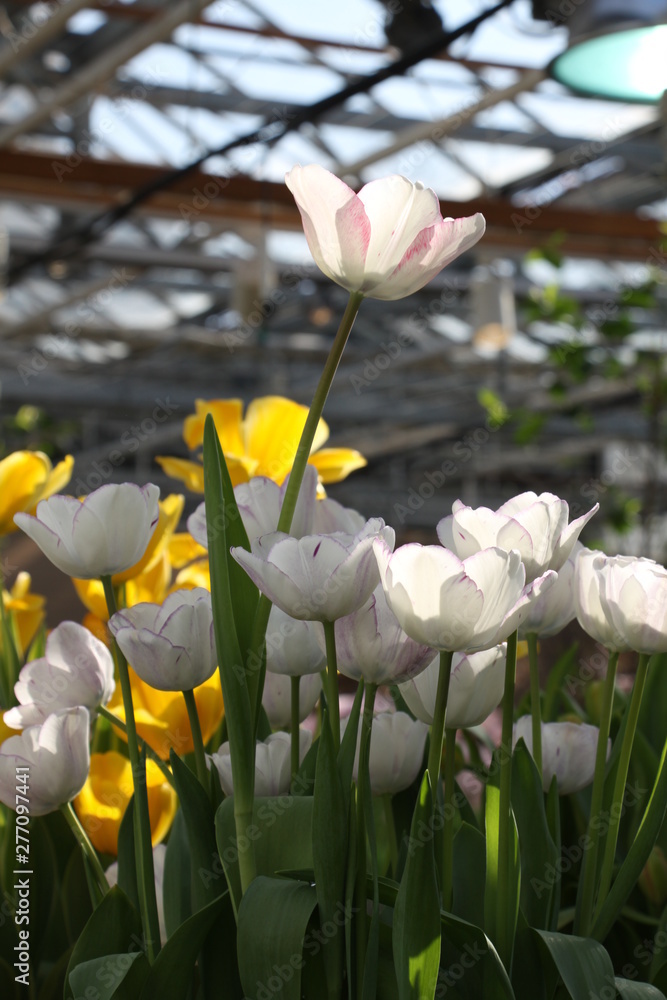Obraz premium flower