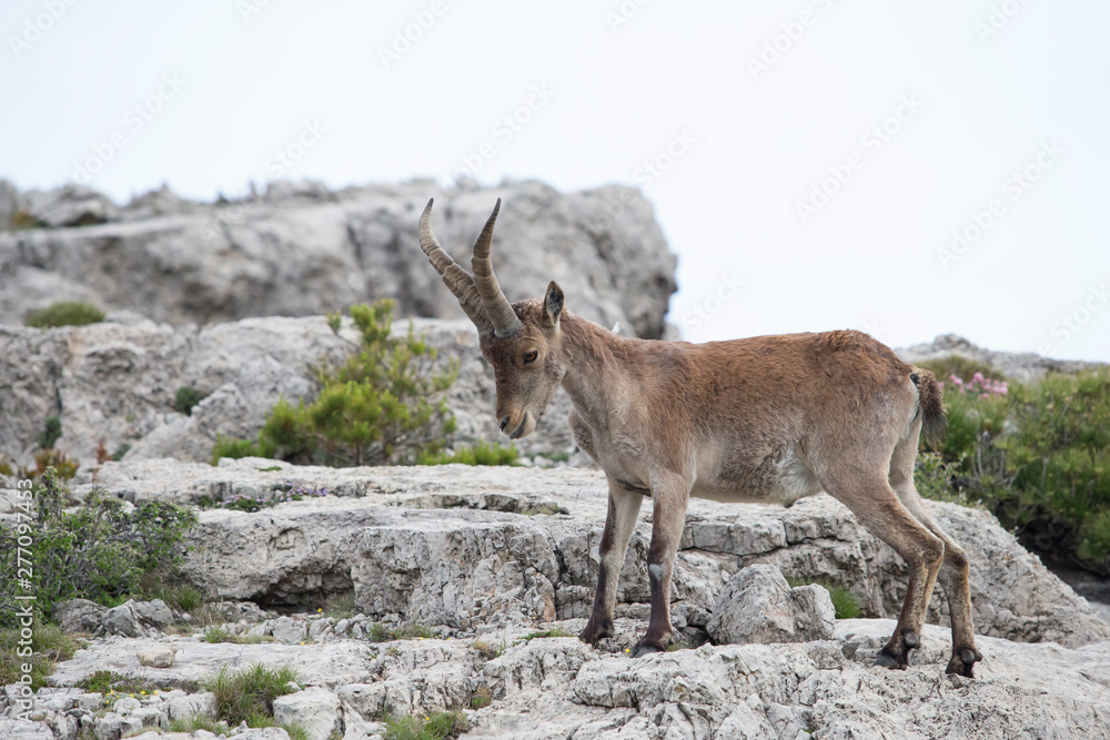 Mountain goat in natural parck Els Ports. Mountain goat in natural parck Els Ports.