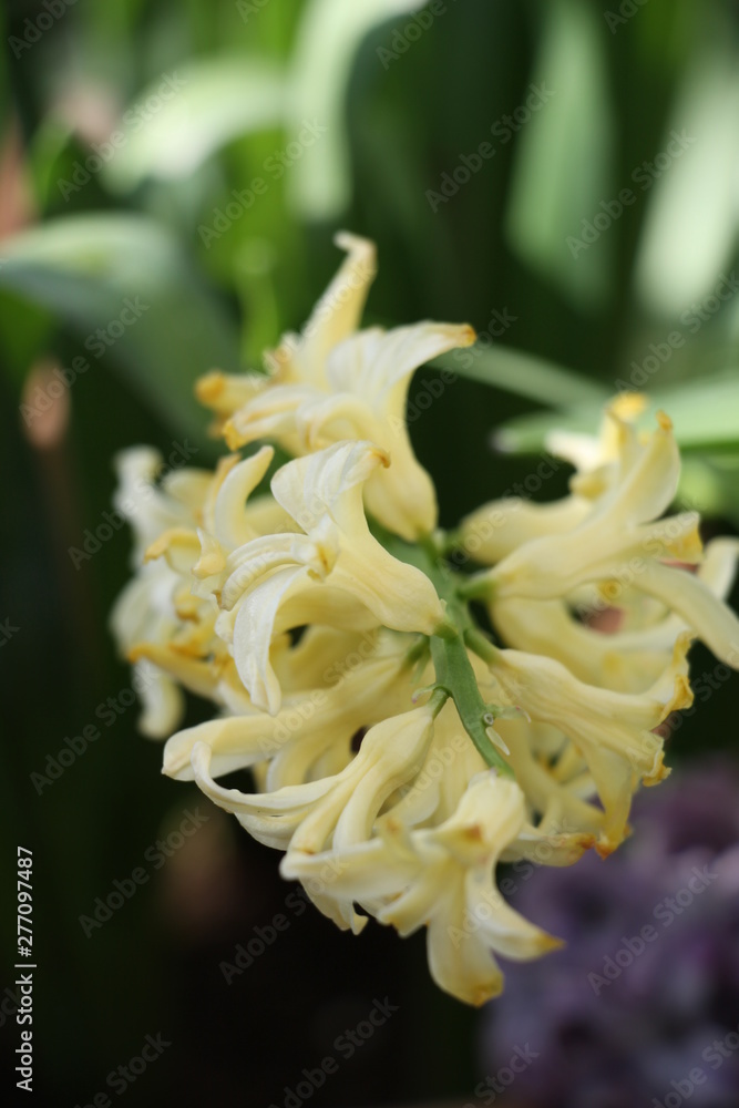 flower flower
