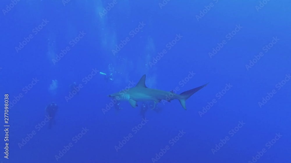 Hammerhead Shark slowly swim in the blue water, group of scuba divers