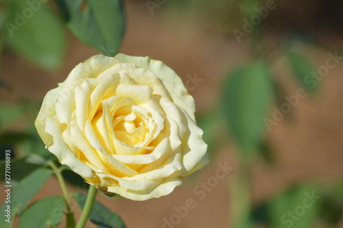 Thomasville rose garden 0290