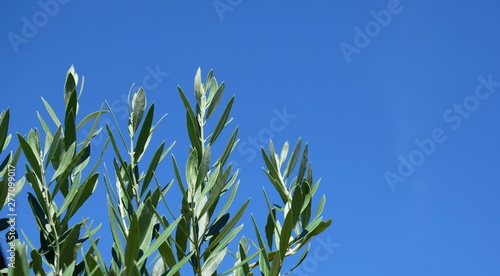 Olivenbaumzweige vor blauen Hintergrund