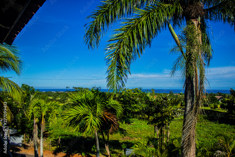 Obraz premium palmera