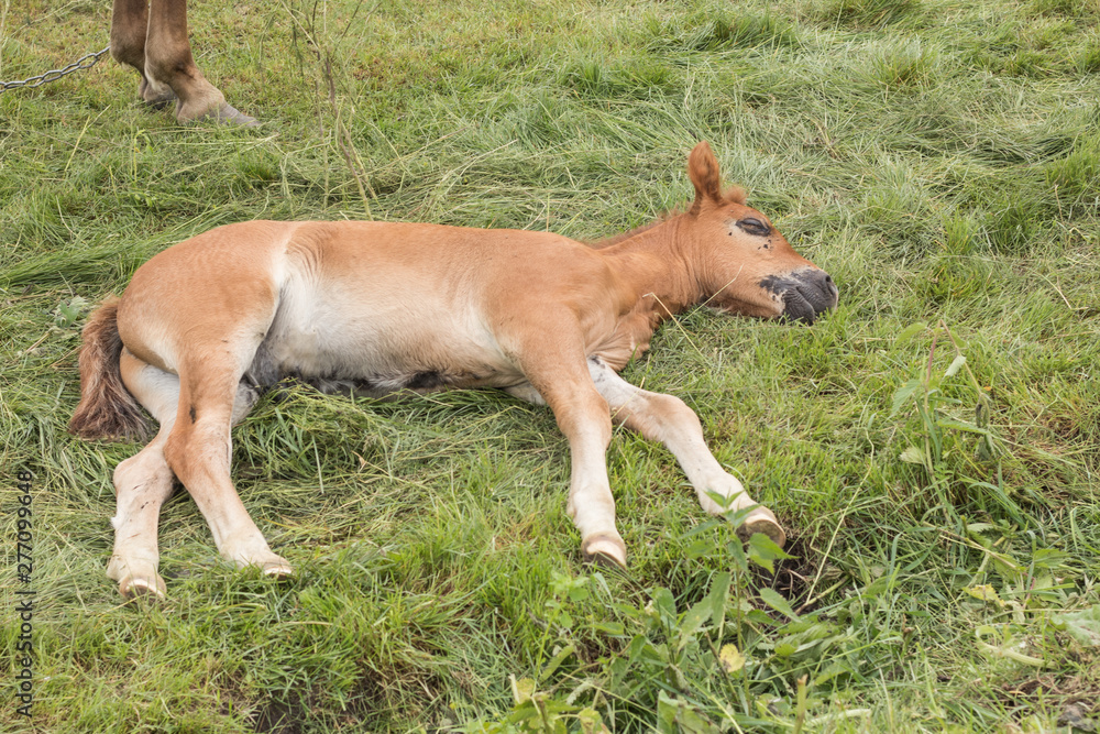 The three-month foal of brown color sleeps on a green grass. The three-month foal of brown color sleeps on a green grass.