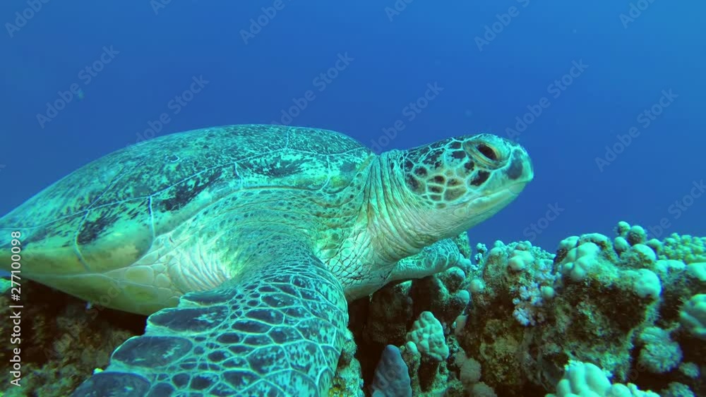 Close up of Sea Turtle resting on coral. Green Sea Turtle - Chelonia mydas, Underwater shots Close up of Sea Turtle resting on coral. Green Sea Turtle - Chelonia mydas, Underwater shots