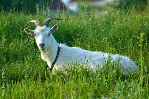 White goat is lying on the green grass in the countryside
