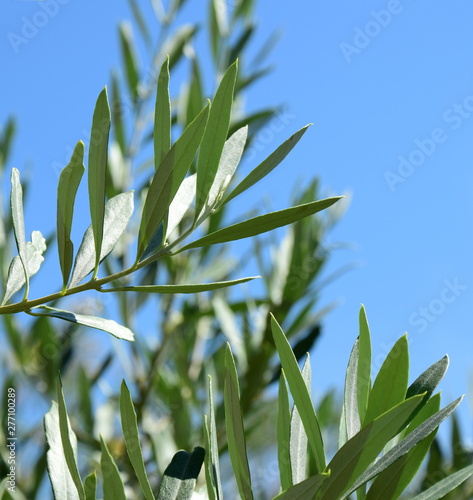 Fototapeta Naklejka Na Ścianę i Meble -  Olivenzweige - Ast eines Olivenbaumes