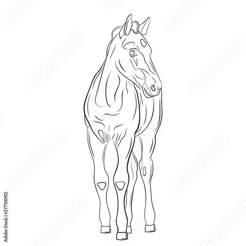 One foal is isolated on white background, line art