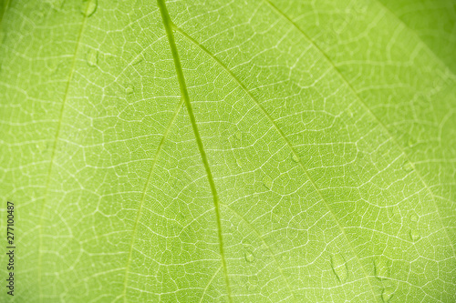Close up of nature view green leaf pattern and texture using as background natural plants landscape, ecology wallpaper concept.