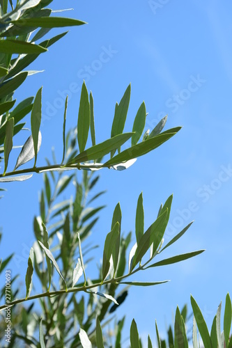 Fototapeta Naklejka Na Ścianę i Meble -  Olivenzweige - Ast eines Olivenbaumes