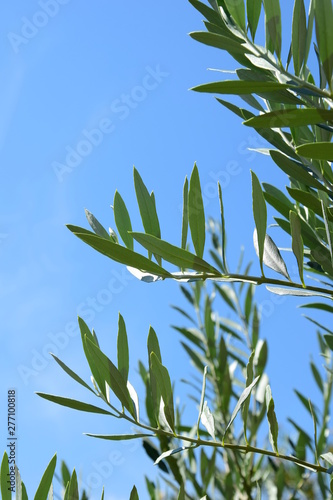 Fototapeta Naklejka Na Ścianę i Meble -  Olivenbaum - Olivenzweige - Palmzweige vor blauen Himmel