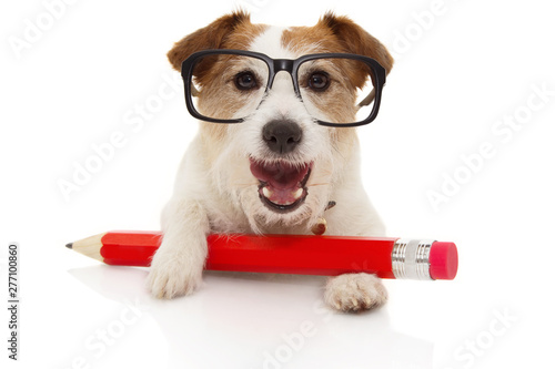 Back to school  concept. Happy Dog with a giant red pencil ang glassesl. Isolated on white background. photo